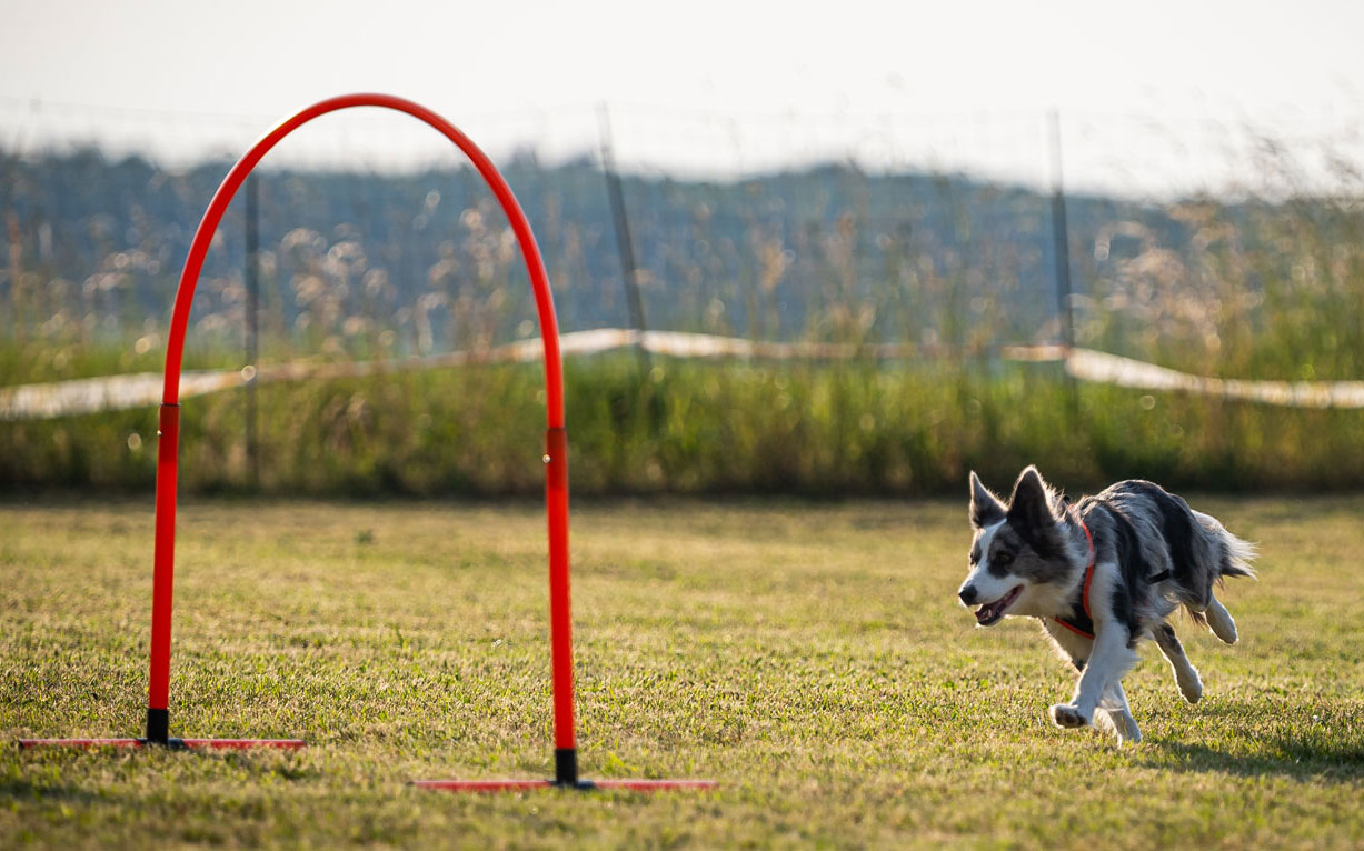 Hoopers Agility