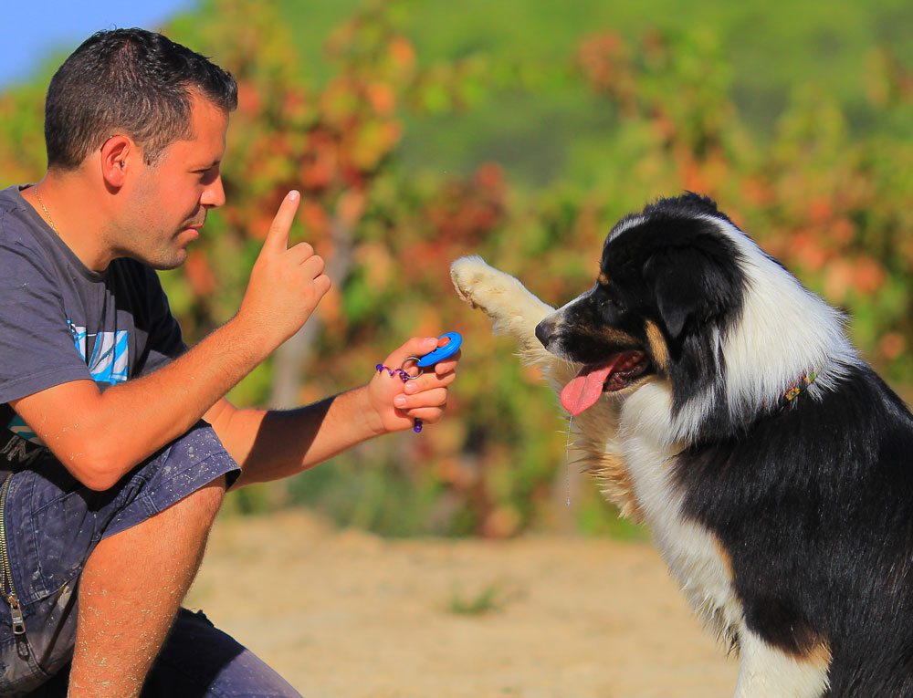 Klickertrainining mit Hund