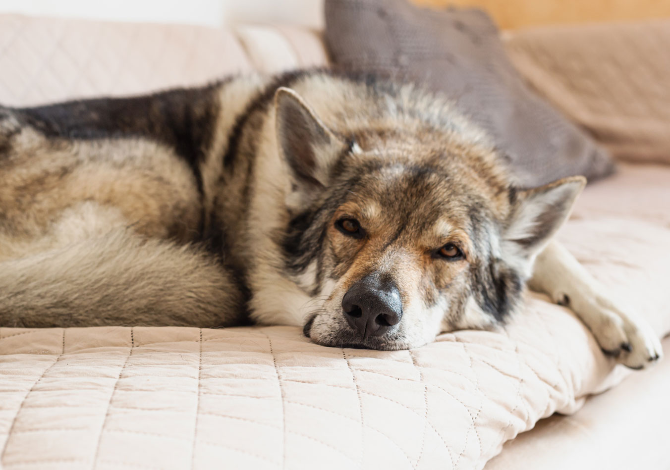 Hund liegt auf Sofa