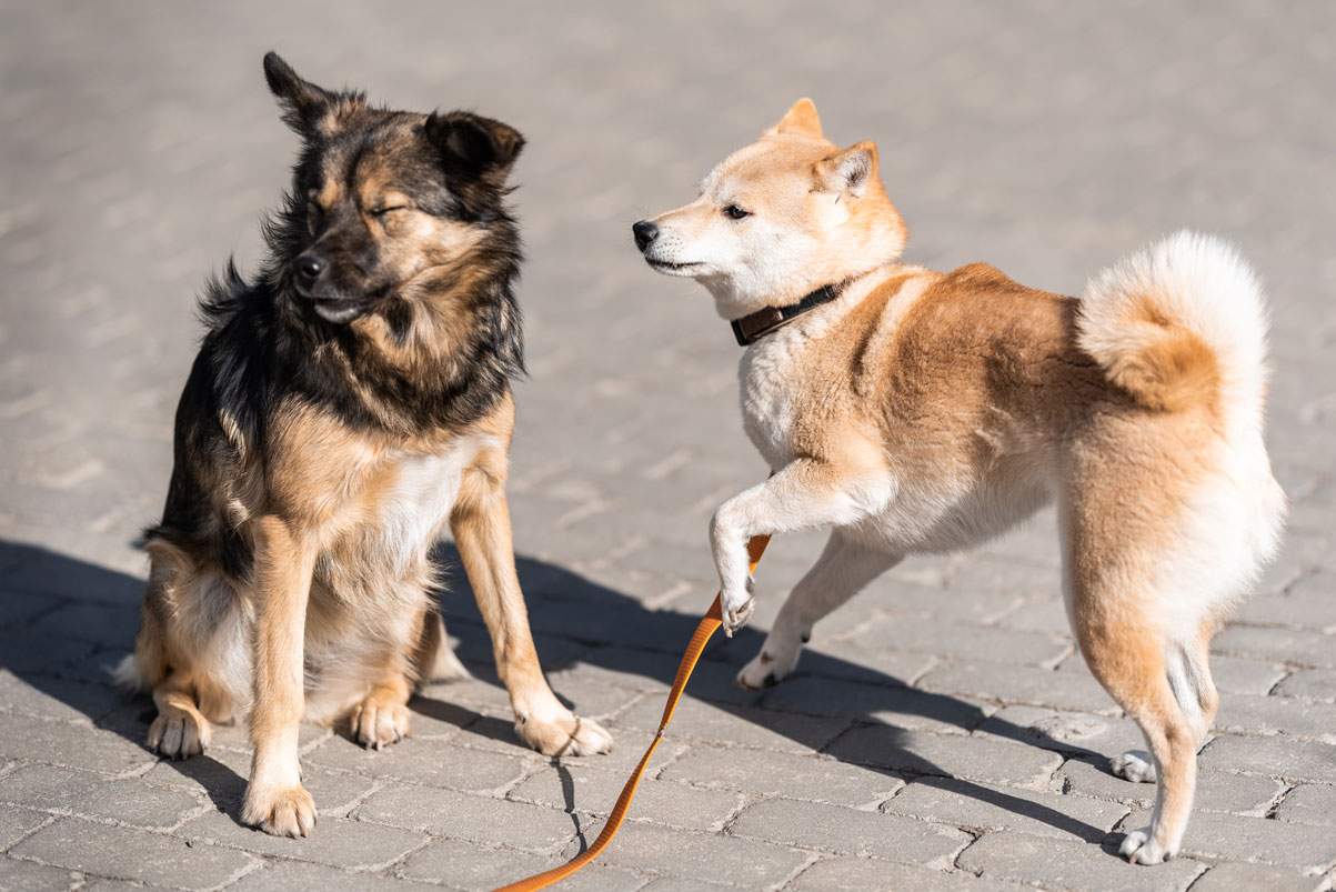 Ein Hund wendet sich von einem anderen ab