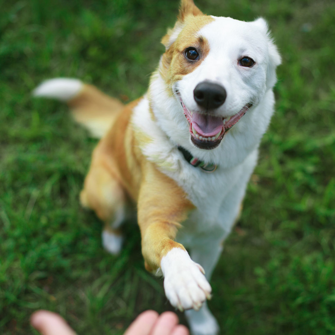 Erwachsene Hunde & Hunde aus dem Tierschutz (Start: 18.09.2026)
